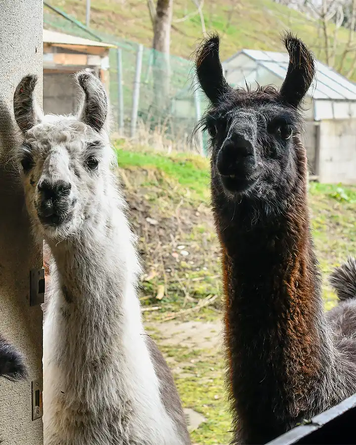 Zwei Lamas schauen in die Kamera