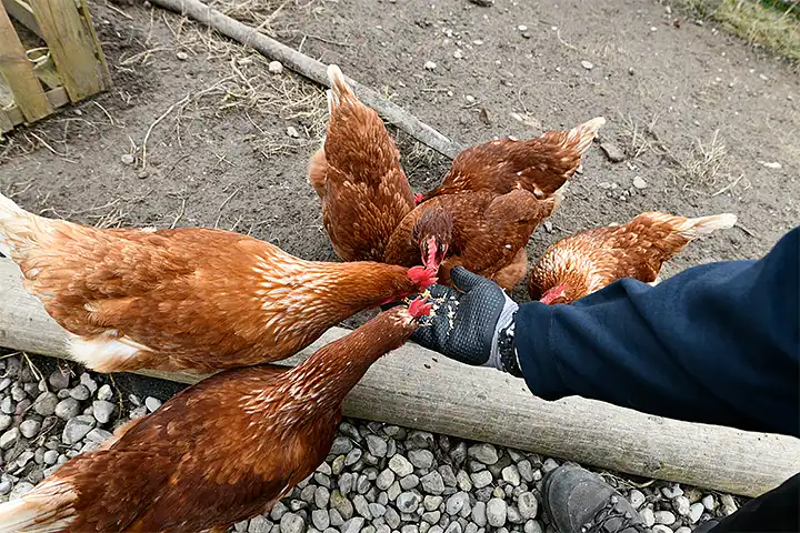 Braune Hühner werden von Hand gefüttert