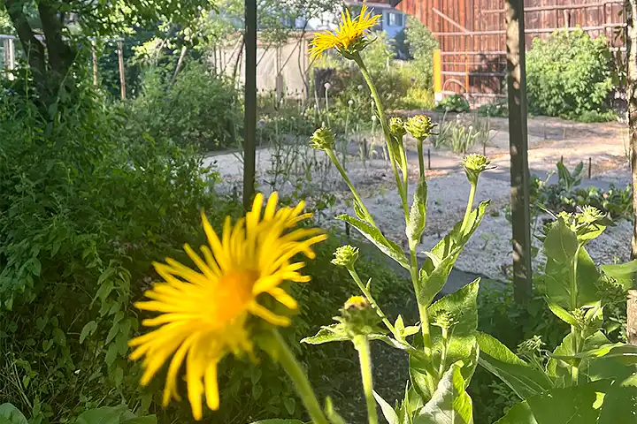 gelbe Blume im Garten des Rehazentrums